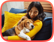 Biggle lays with the owner on a blue sofa with yellow pillows bonding with the owner and dog showing calmness