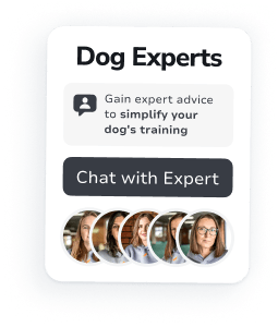 Your Personal Dog Training & Care Companion