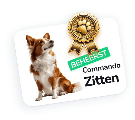 Jouw persoonlijke hondentrainings- en verzorgingsbegeleider