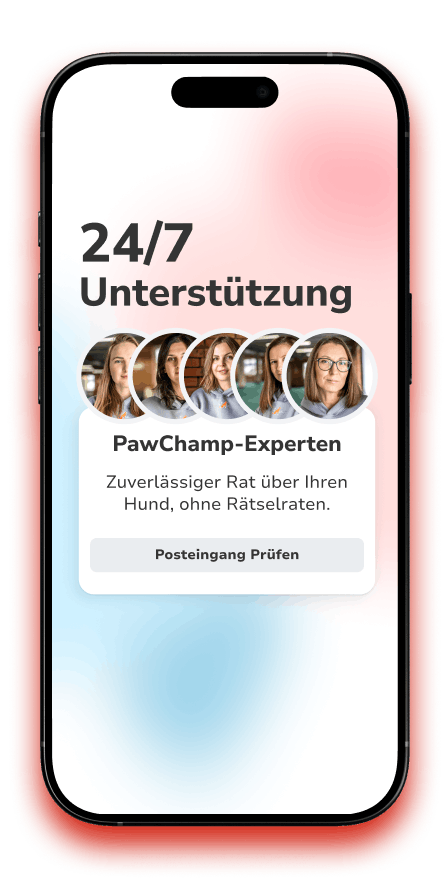 Smartphone mit Support-Text für PawChamp